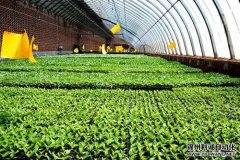 農業氣象觀測儀的組成結構